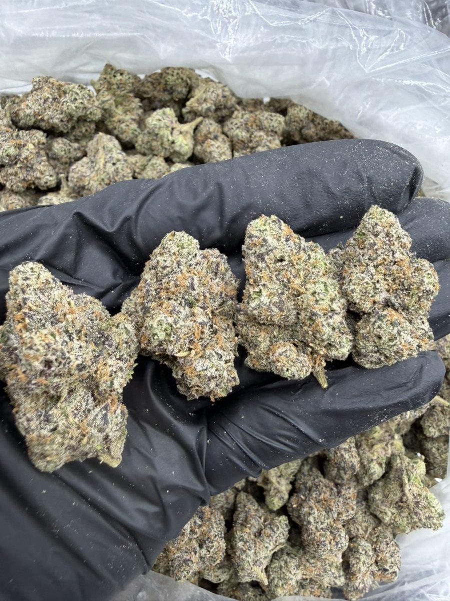 ExoticZaUS's tweet photo. 🔵💥 BLUE WARHEADZ 💥🔵

A standout name on the menu with tiered pricing for different quantities. 💎 Check out the price breakdown below and choose the option that fits your needs.

📦 PRICE MENU
💰 1P — $1,350
💰 5P — $1,300 each
💰 10P — $1,250 each
💰 25P — $1,200 each https://t.co/lWzN4Fmv1N