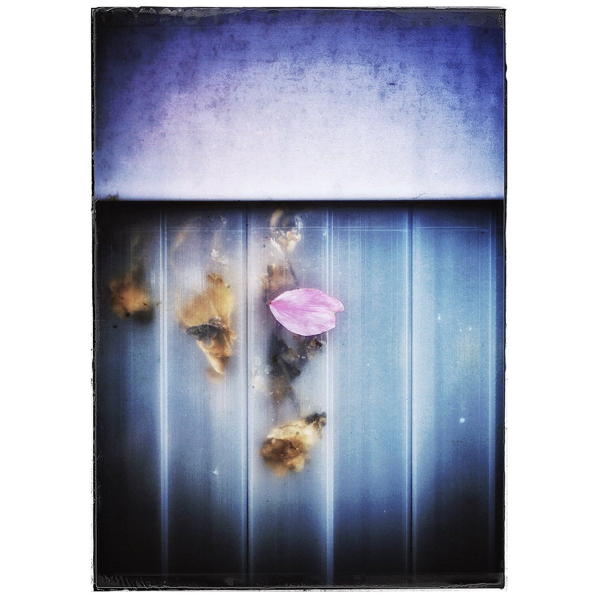 kikutaroid's tweet photo. SAKURA petals
#街歩き
#scene
#花 #flower #flowerpetal
#路傍 #roadside
#panasonic #lumix #lumixg2 #dmcg2 #g2 #microfourthirds #m43
#lumixg #lumixg2517asph #singlefocuslens #aflens
#retouched #filtereffects
#rnifilmsapp #snapseedapp https://t.co/NayBPrvEOM