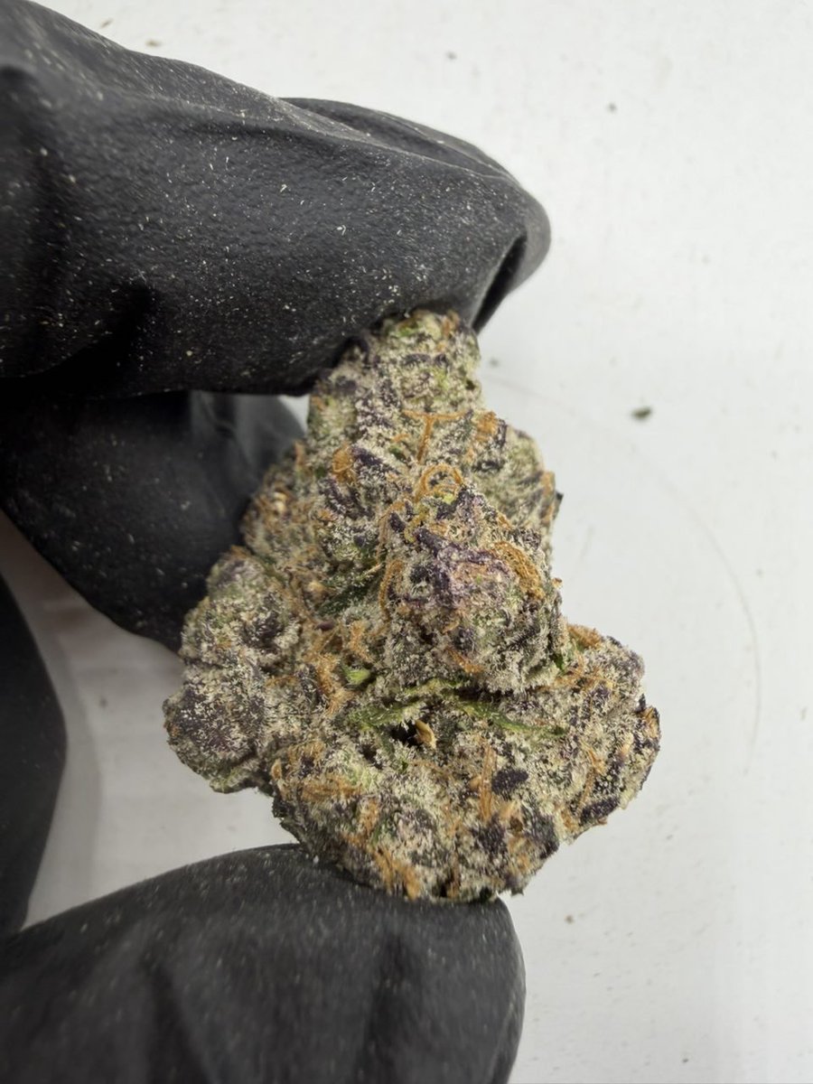 ExoticZaUS's tweet photo. 🔥 SPACE JAMZ  PREMIUM FLOWER MENU 🔥

Looking for something special? Space Jamz is featured on our menu with tiered pricing based on quantity. 💎

📦 PRICE BREAKDOWN:
💰 1P — $1,350
💰 5P — $1,300 each
💰 10P — $1,250 each
💰 25P — $1,200 each https://t.co/9DlGX1Qu1A
