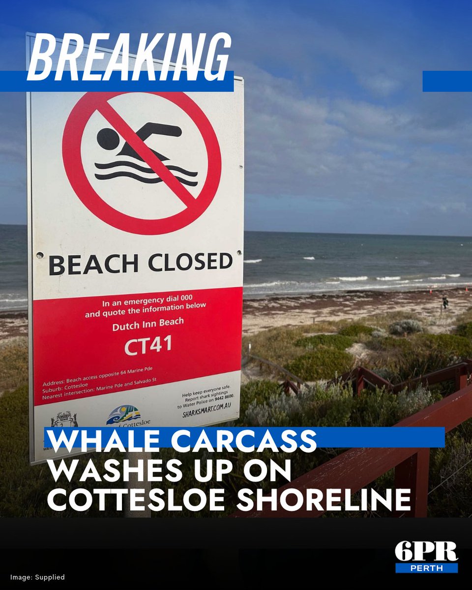 6PR's tweet photo. 🚨 BEACH CLOSED: Dutch Inn Beach in Cottesloe is temporarily closed after a juvenile whale washed ashore this morning. Rangers have cordoned off the area as crews prepare to remove the carcass.
Click the link to hear about the removal plan ▶️ https://t.co/UzY5RzHODS https://t.co/wpOf6a8Ztc