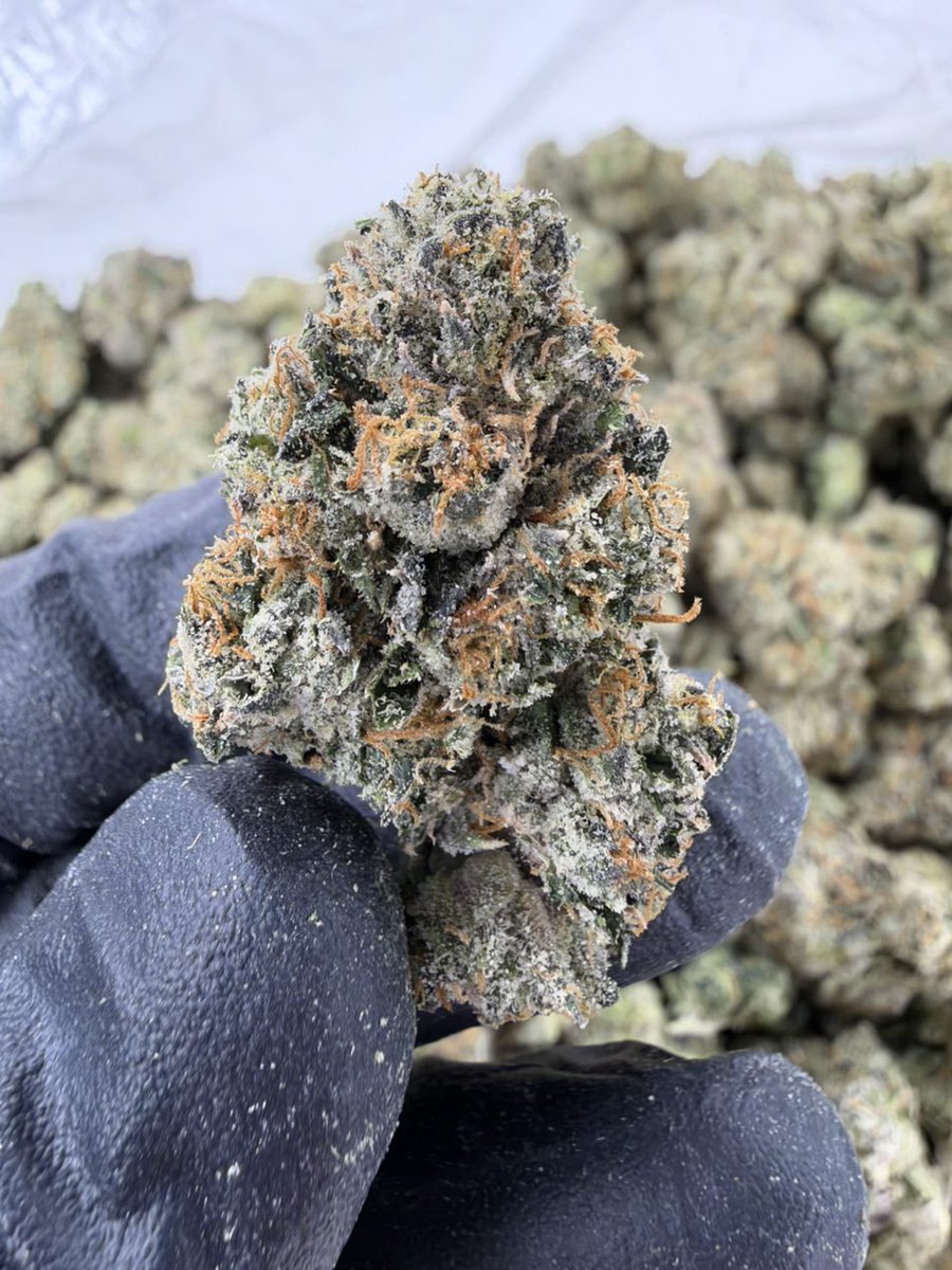 ExoticZaUS's tweet photo. 🍬💜 REAL RUNTZ 💜🍬

🔥 Premium Selection | Quality Speaks! 💎

💰 1P — $1,050
💰 5P — $1,000 each
💰 10P — $950 each
💰 25P — $900 each

DM for details and availability. https://t.co/kPIcItKGyD