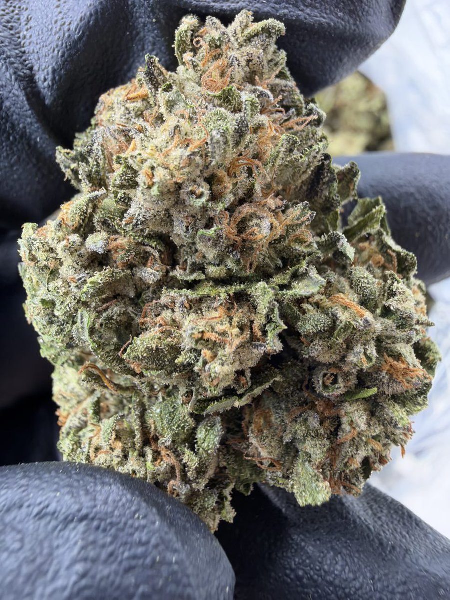 ExoticZaUS's tweet photo. 🖤❄️ BLACK ICE ❄️🖤

🔥 Super sticky, fresh, with a loud aroma! 💎

💰 1P — $550
💰 5P — $500 each
💰 10P — $450 each
💰 25P — $400 each

Premium Selection | DM for details. https://t.co/8NlxB8Q4GI