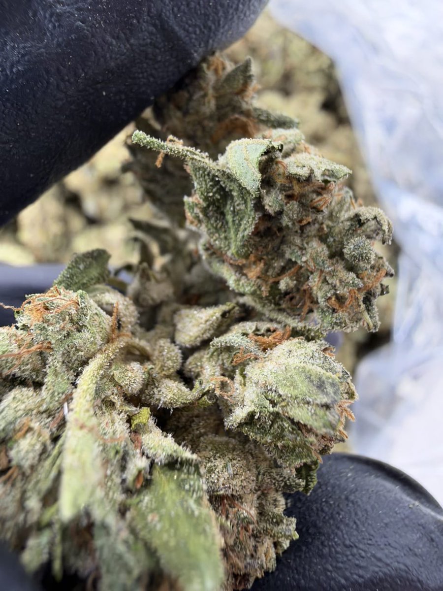 ExoticZaUS's tweet photo. 🖤❄️ BLACK ICE ❄️🖤

🔥 Super sticky, fresh, with a loud aroma! 💎

💰 1P — $550
💰 5P — $500 each
💰 10P — $450 each
💰 25P — $400 each

Premium Selection | DM for details. https://t.co/8NlxB8Q4GI