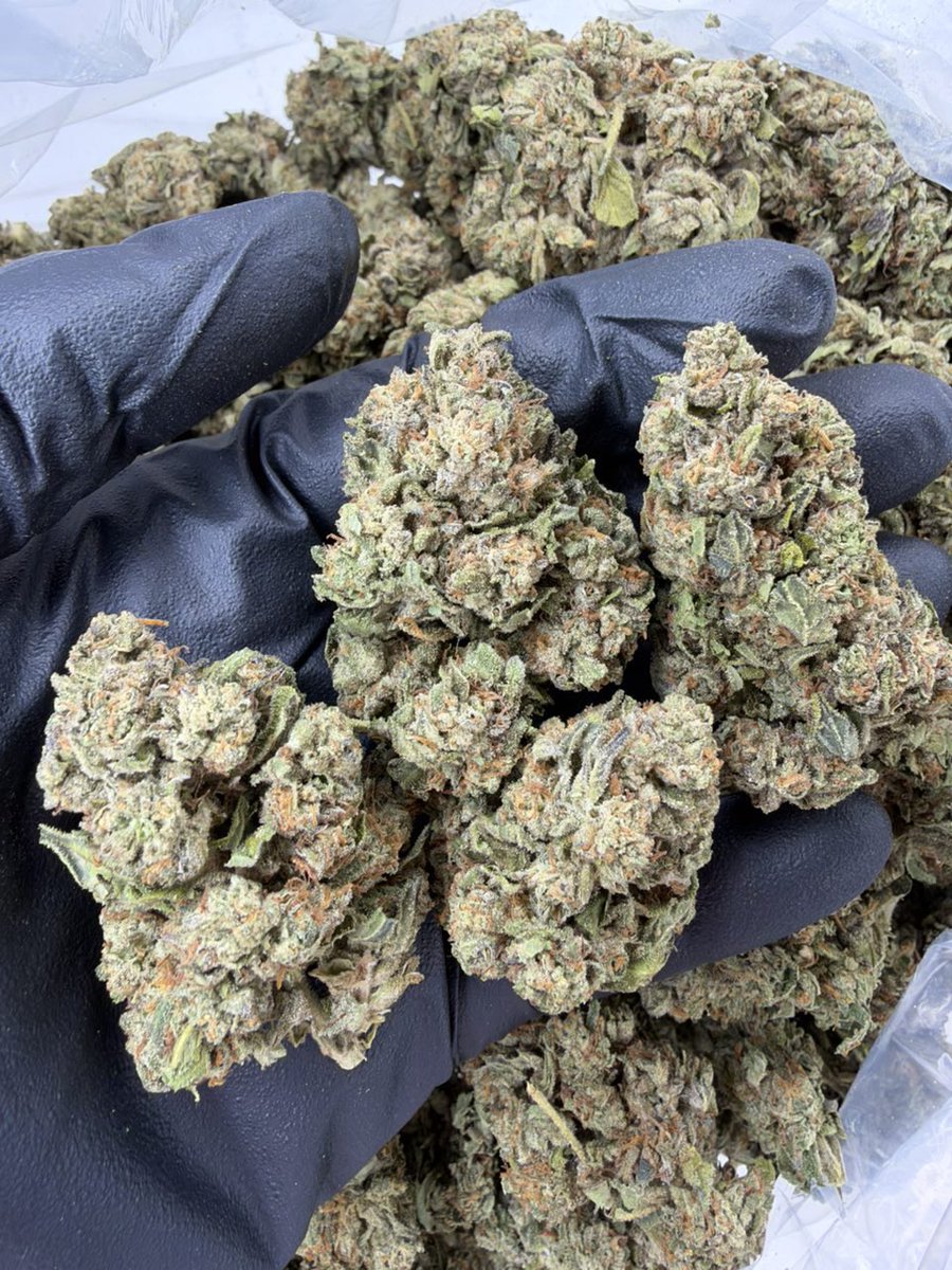ExoticZaUS's tweet photo. 🖤❄️ BLACK ICE ❄️🖤

🔥 Super sticky, fresh, with a loud aroma! 💎

💰 1P — $550
💰 5P — $500 each
💰 10P — $450 each
💰 25P — $400 each

Premium Selection | DM for details. https://t.co/8NlxB8Q4GI