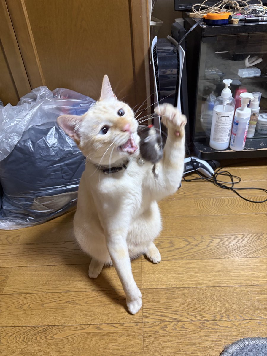 wpk0x's tweet photo. おもちゃへの執念が凄まじい我が家のハンター（笑）
3枚目の顔、完全に野生を思い出してるよね？😂
#猫 #猫のいる暮らし #猫写真 #躍動感 https://t.co/ny6EtK1mTL