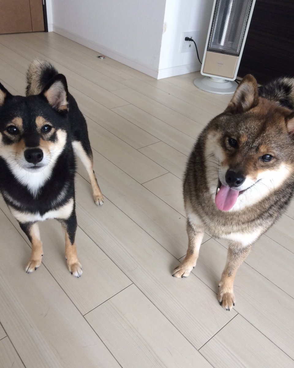 kuroshibaazuki's tweet photo. 10月22日は花ちゃんが我が家に来た日🐻

１０年が経ちました🎉

とっても大事に育てられて１０年。
愛情をたっぷり受けて大きくなりました☺️💜

１１年目もよろしくね🙆‍♀️ https://t.co/DrIRyLU3Sw
