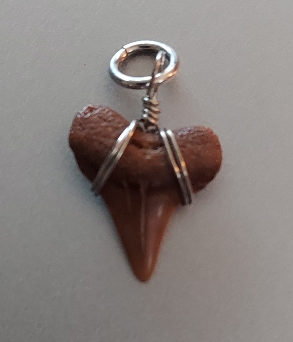 AngelaRienerth's tweet photo. !!!35% off!!! Sharktooth Charm, Vendor #629, available at Blue Crow Antique Mall, Painter, Va. @bluecrowantiques #jewelry #charm #sharktooth #vintage #antique #collectible #collector #collection #collectorsarewatching https://t.co/6AUiHEYPlX
