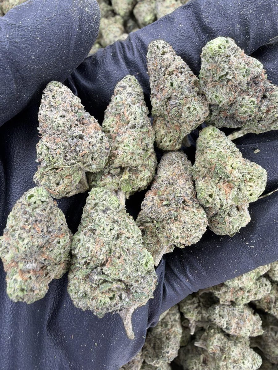 ExoticZaUS's tweet photo. 🍬💜 REAL RUNTZ IN THE SPOTLIGHT! 🔥💎

Real Runtz fans, you already know the name! 👀 Check out the tiered pricing below.

💰 PRICE MENU 💰
🔥 1P — $1,050
🔥 5P — $1,000 each
🔥 10P — $950 each
🔥 25P — $900 each

💬 What’s your favorite Runtz variety? Drop it in the comments https://t.co/gyfYjiOC4p