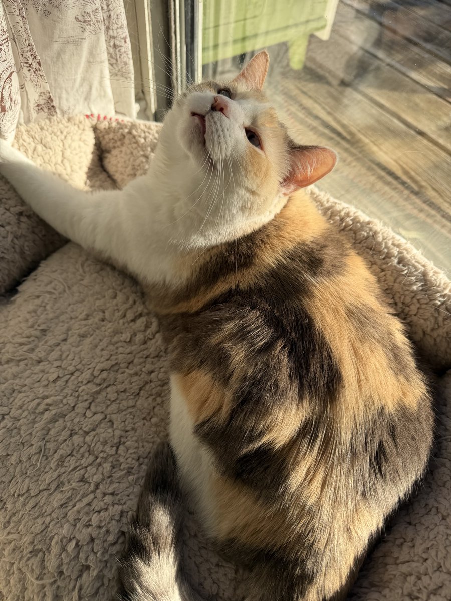 fatfatpankocat's tweet photo. …yes? https://t.co/ztjDLf7iF0