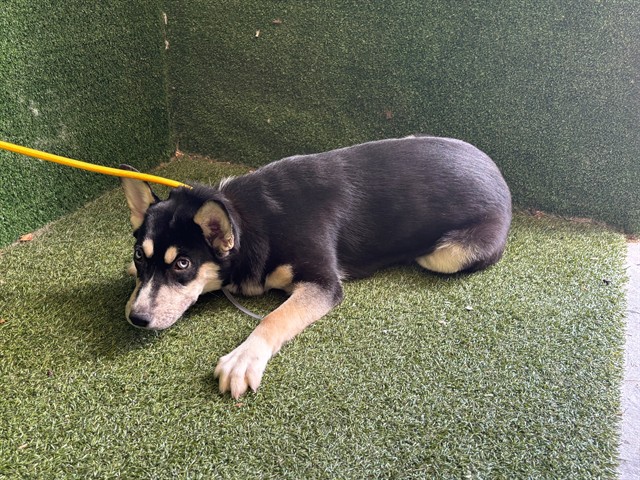 AnimaLancaster's tweet photo. #A5806794
Female, gray and white Siberian Husky
6 months old.
https://t.co/SEZy5SHtM3 https://t.co/xjn7rhYkPr