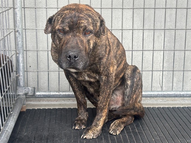 AnimaLancaster's tweet photo. #A5806896
Male, brown brindle Pit Bull Terrier mix
2 years old.
https://t.co/RJ1xs5GMri https://t.co/Ue3YEnUxNc