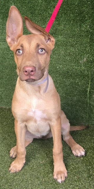 AnimaLancaster's tweet photo. #A5807002
Female, brown and tan German Shepherd Dog mix
Age is unknown.
https://t.co/xSZL9eOSmQ https://t.co/btVoBwpazN