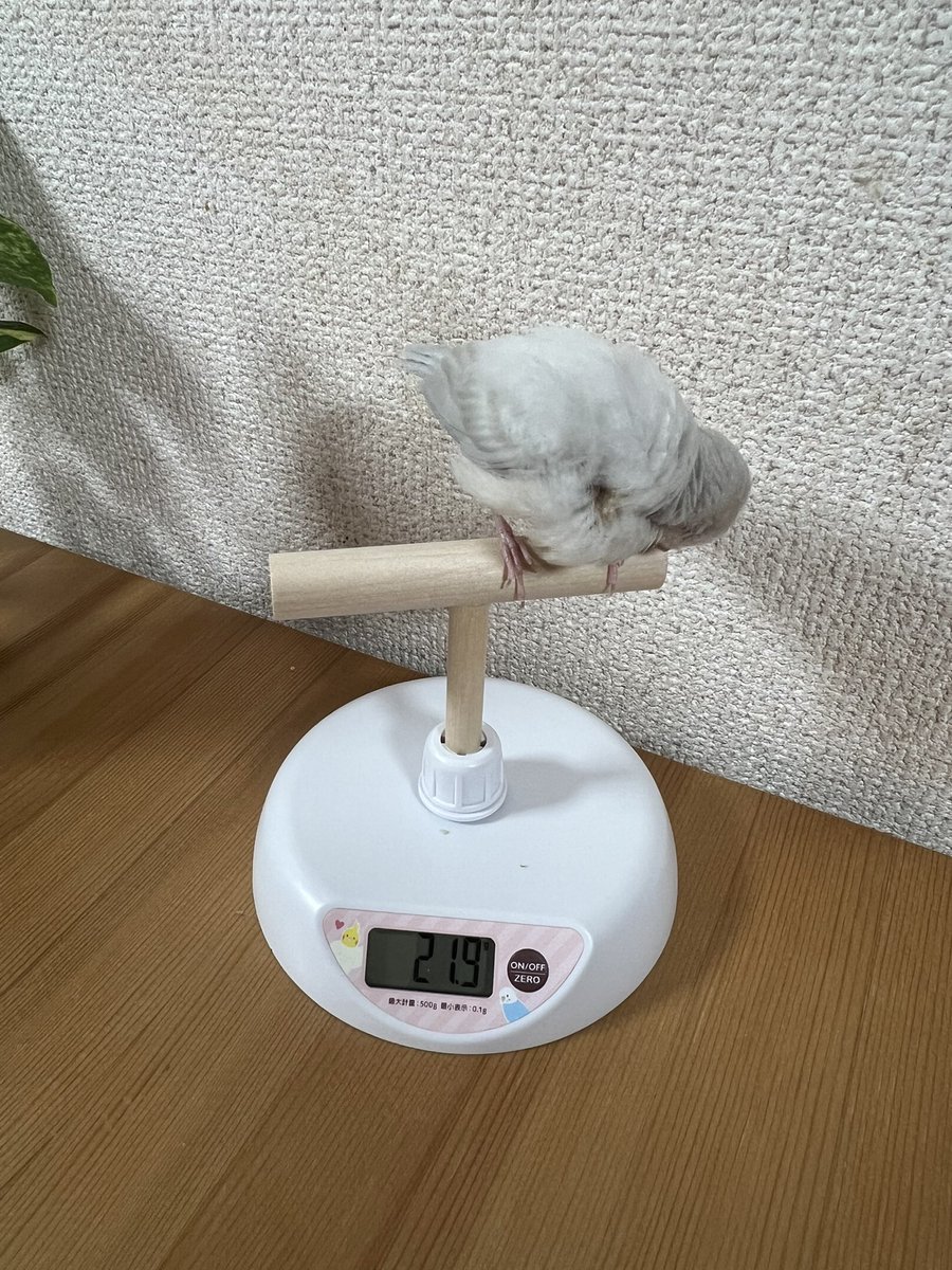 amnokrs's tweet photo. 2026.10.22 飯後 https://t.co/At8k7jgP1G