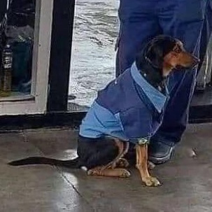 RincnCuriosoo's tweet photo. Un día llegó y ya no se quiso ir, ahora los empleados y gerente decidieron que era uno más de la familia de la gasolinera ⛽🐶 https://t.co/VU6whOIqZI