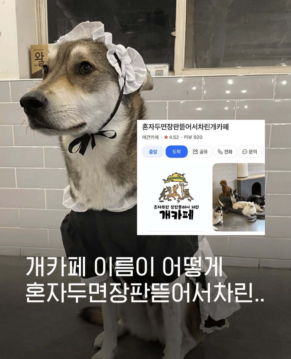 everybitecount's tweet photo. 📍관악구 혼자두면장판뜯어서차린개카페 

ㅋㅋㅋㅋㅋㅋㅋㅋㅋㅋㅋㅋㅋ작명센스 뭔데요 
카페 댕댕이들도 어딘가 남다르다..................... https://t.co/Fln0pDKsgG