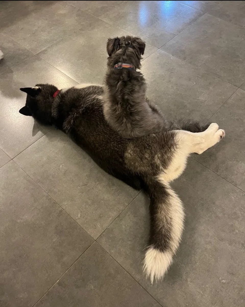 everybitecount's tweet photo. 📍관악구 혼자두면장판뜯어서차린개카페 

ㅋㅋㅋㅋㅋㅋㅋㅋㅋㅋㅋㅋㅋ작명센스 뭔데요 
카페 댕댕이들도 어딘가 남다르다..................... https://t.co/Fln0pDKsgG
