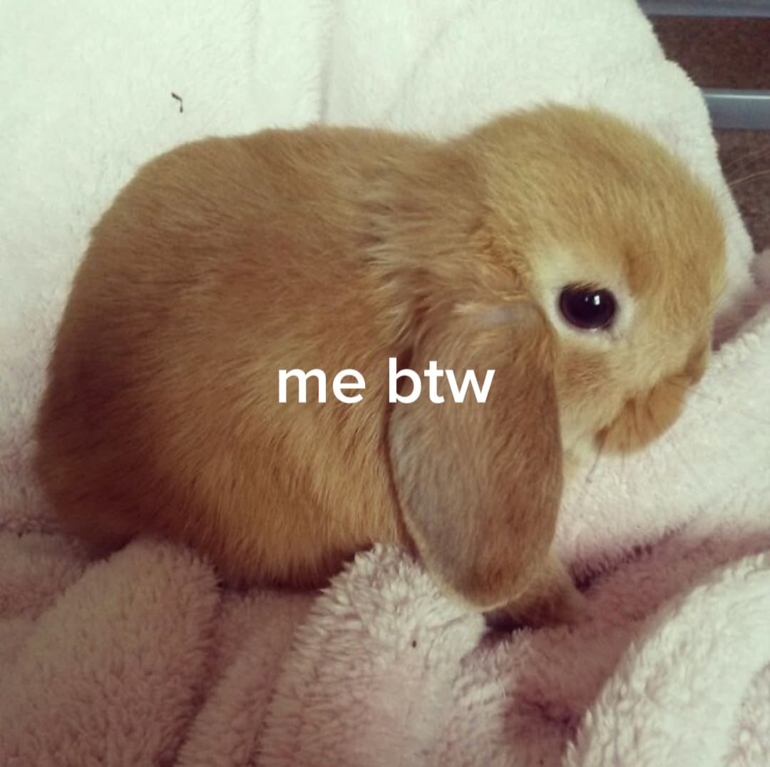 Bunnies's tweet photo. https://t.co/sYgH6fmJQg