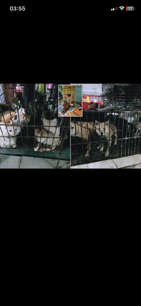2sekerlicaay's tweet photo. @ifKqepI1Qn81392 Yarasa kedi köpek vesair hayvanlarını yediğiniz bir iftira değil gerçek 😅😅😅😅 https://t.co/h6KoZdIrrD