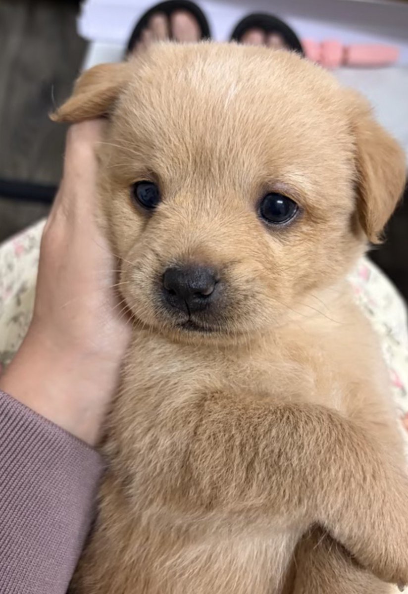 twaniimals tweet picture