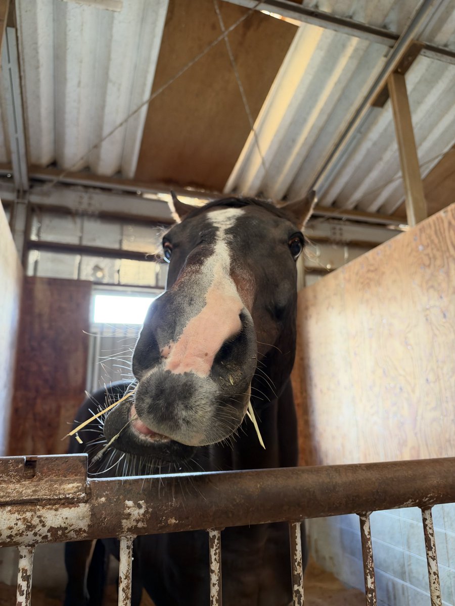 Versailles_Farm's tweet photo. 🐴 無事到着しました！🚚

ワンダーアキュート、グローリアス
長旅を終えて無事に南相馬へ到着しました！

2頭ともお疲れさま👏

10月24日(土)・25日(日)の「馬と親しむ日」で、皆さまにお会いできるのを楽しみにしています🐴❤️

#ワンダーアキュート #グローリアス #Yogiboヴェルサイユリゾートファーム #馬と親しむ日 #南相馬馬事公苑