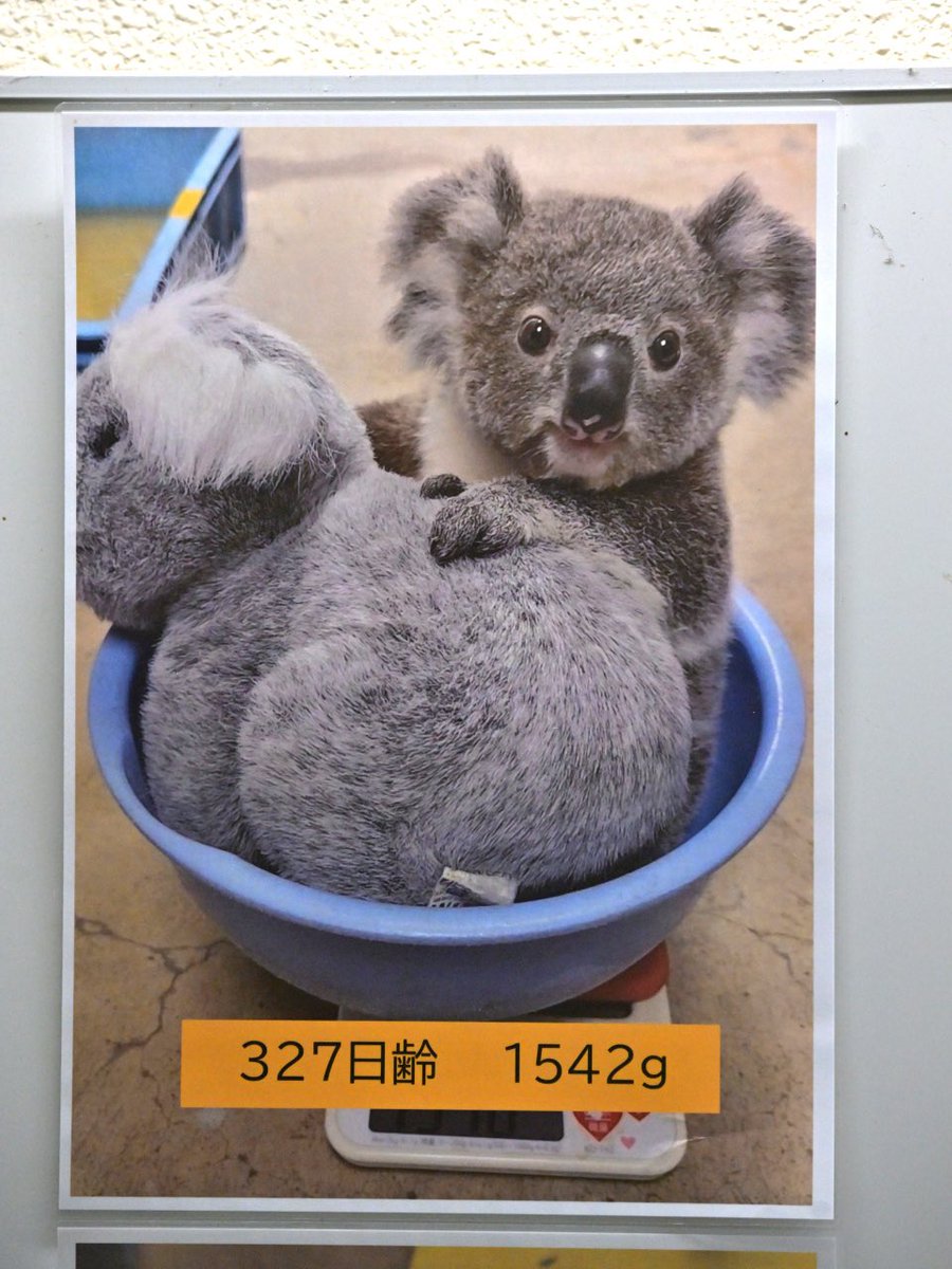 tsuzukiani's tweet photo. 金沢動物園で暮らすコアラ、キクタロー

2000gを越えればけっこう大きい、それが人に抱えていられる時によくわかる
子どもは大きく、どんどん大きく
野生動物、すぐに一人で生きていけるように大きくそしてたくましく
動物園、飼育下の動物だとしても

同じ頃のポポロより500gくらい重いキクタロー https://t.co/WPCGos96w2