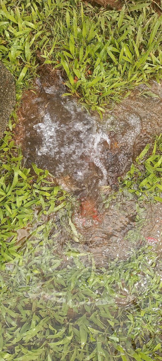 MIsimeli's tweet photo. @waf_fiji 
Please note leakage report rmailed twice no response
Leak on your side of the meter
Kerekere someone respond to email or contact me 
Vinaka https://t.co/2uelXviuMM