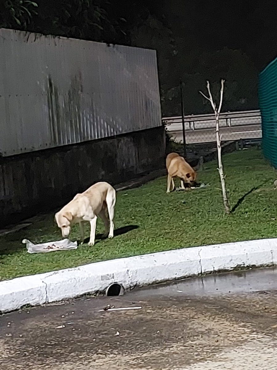 LindaElleHafiza's tweet photo. 2 ketui.
Dorg duk tgk je kat depan.
Rupa nye tgk KFC 💔
Bg depa mkn.
Nti mummy dtg lg k.

#FeedTheStrays https://t.co/3TO7NYN3pJ