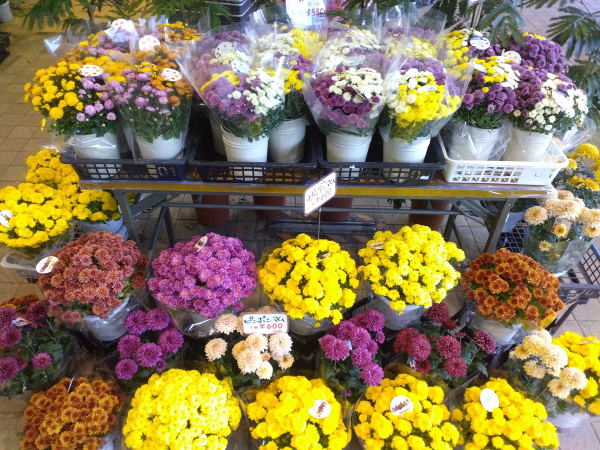 WF_bessho's tweet photo. おはようございます☀🌬️✨️
ワールドフラワー開店致しました！

本日は午後から鉢花の入荷があります！
新鮮な切り花もお買い得！

お庭で毎年お仏花を収穫
タダで御供え【ガーデンマム】

春まで半年咲き続ける！
【ガーデンシクラメン】

是非ご来店ください！

#ワールドフラワー　#上大岡　#別所 https://t.co/TFi7zQBxZT