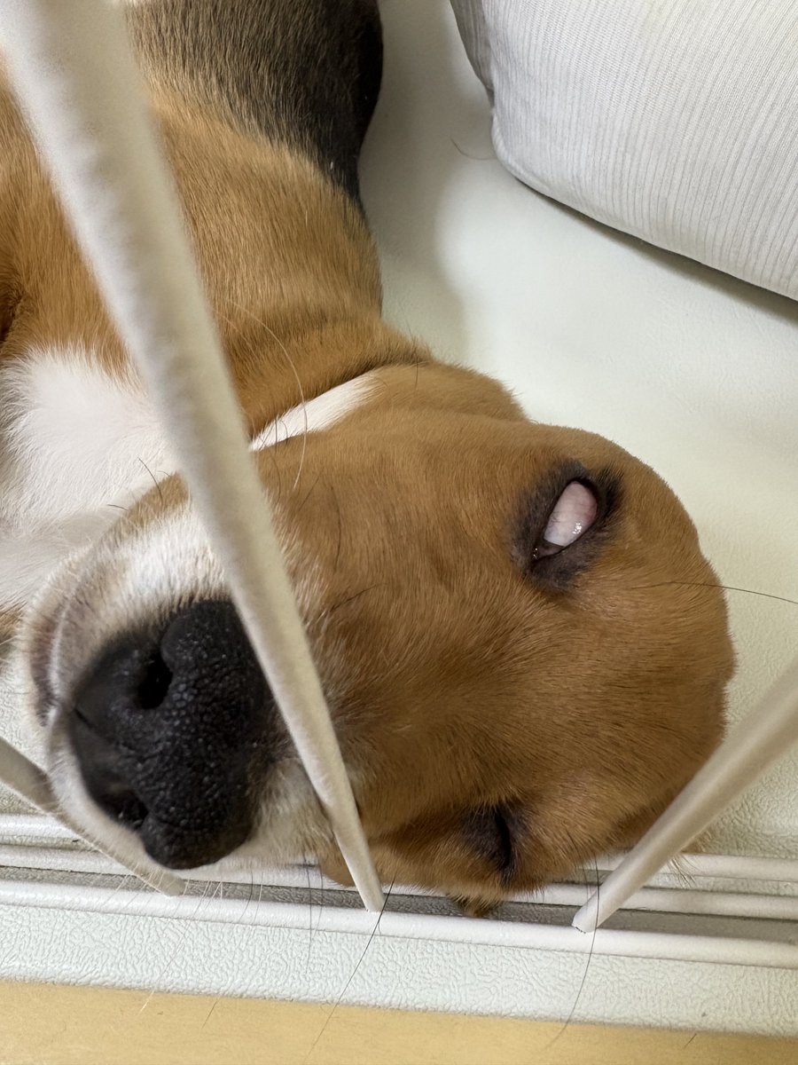 beagle_Dunk's tweet photo. おはよー☀️
おいらの情報も漏洩してるのかな。ﾁｰﾝ
#犬好きと繋がりたい #犬好きさんと繋がりたい #ビーグル https://t.co/u5StOhfwdP