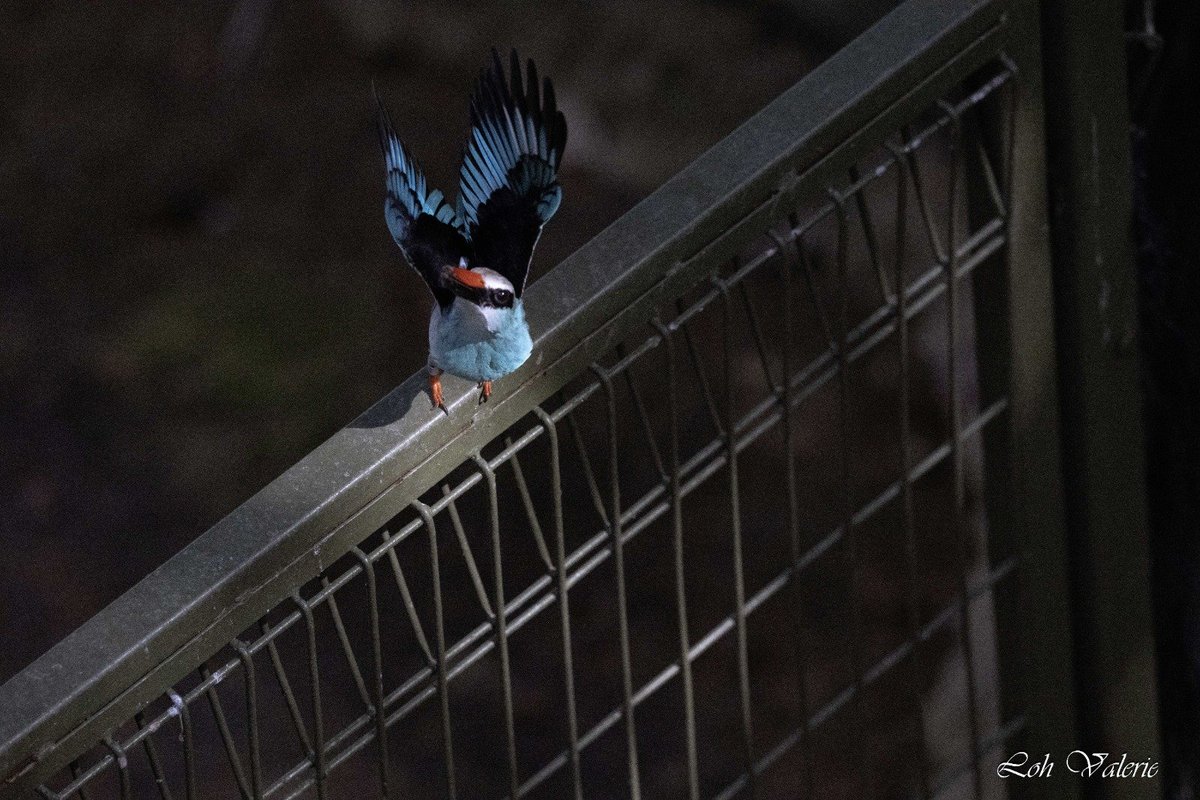 jaskuv's tweet photo. .. .cont'd 

This bird will catch the worm thrown by the feeder crew .. Lucky to spot it for a better photography spot 

Trigger happy me ✌️✌️ https://t.co/R3EMW7xkI3