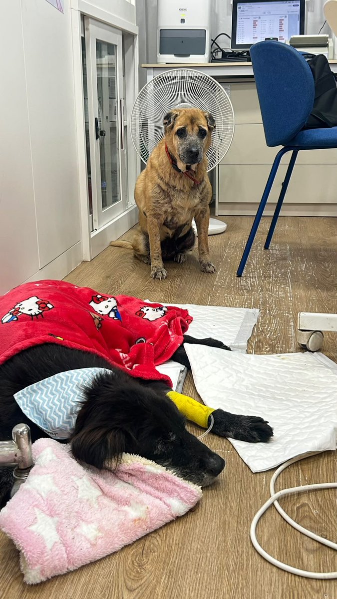 NiallHarbison's tweet photo. Our two oldest dogs. Birdie had a little fall and broke her hip at the weekend. 

Since then her best friend Biscotti won’t leave her side. She visits her in the hospital and stays with her. 

Dogs just know ❤️ https://t.co/m3d0QDXb7L