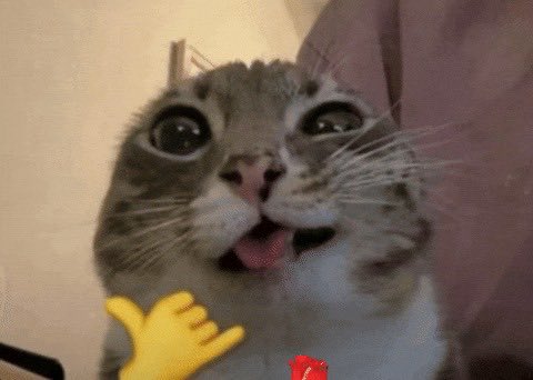 njzPaul's tweet photo. profile 
lock screen
last played song
i don’t have pinterest so here’s a funny cat https://t.co/dXjhnS4nQl