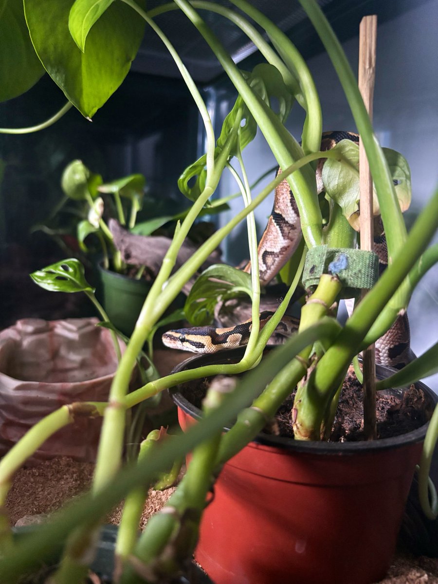 AdventrueG's tweet photo. How you get upset b/c I tell you I’m taking this time to focus on raising &b growing out my #snake 🐍I don’t have time for life’s subtle distractions. When I tell y’all I’m so thankful for my #pets they really be saving me from the 🥷🏾’s TF!!!
#reptiles #ballpython https://t.co/KYjOhbuPPl