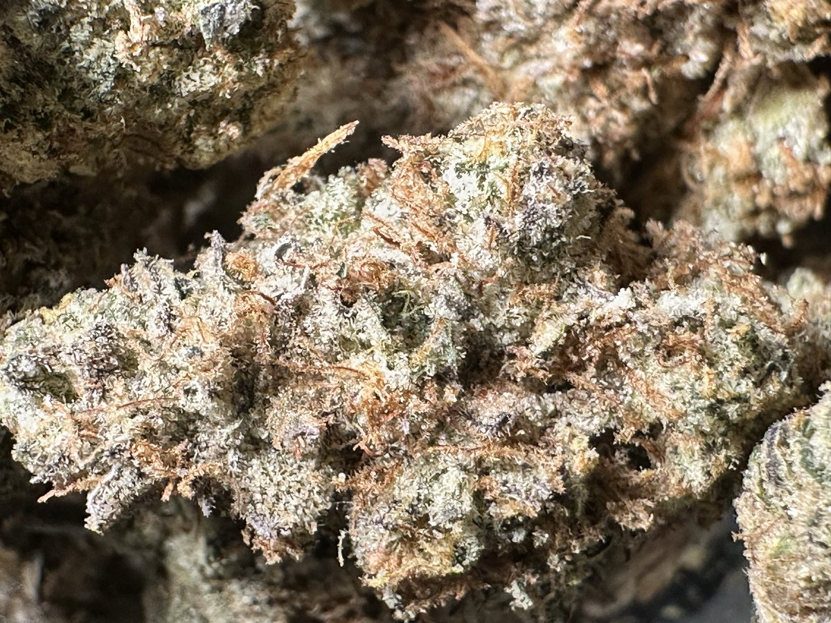 StopDropBox's tweet photo. Ounce of TerpMonster GMO. 
Stop playing with me. 
@TheDonClub https://t.co/pHrfrQhFGf