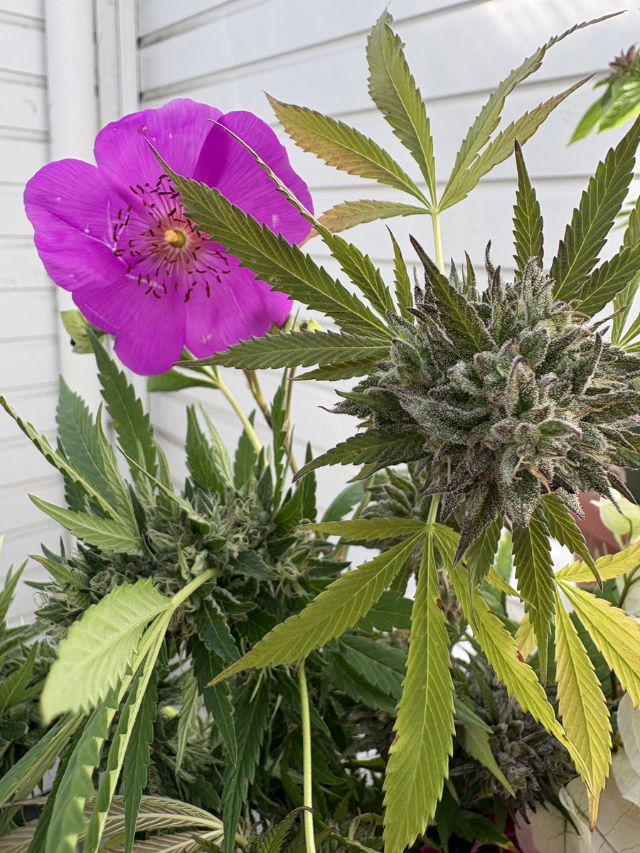 davidrdowns's tweet photo. Call for garden photos!
Contribute to Terpnami 2026 magazine.
Email to:
daviddownspresents@pm.me
Deadline: Nov. 5
Be sure to let us know which seed packs you grew. https://t.co/IYvLqCvRhE
