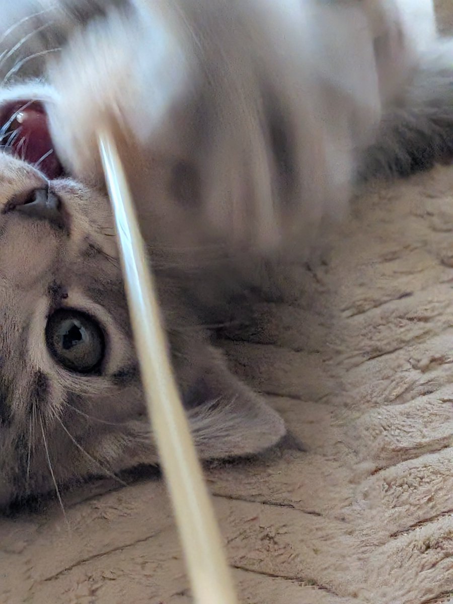 u_uiuiu_u's tweet photo. 大暴れ子猫ども https://t.co/KdFPapfK5h