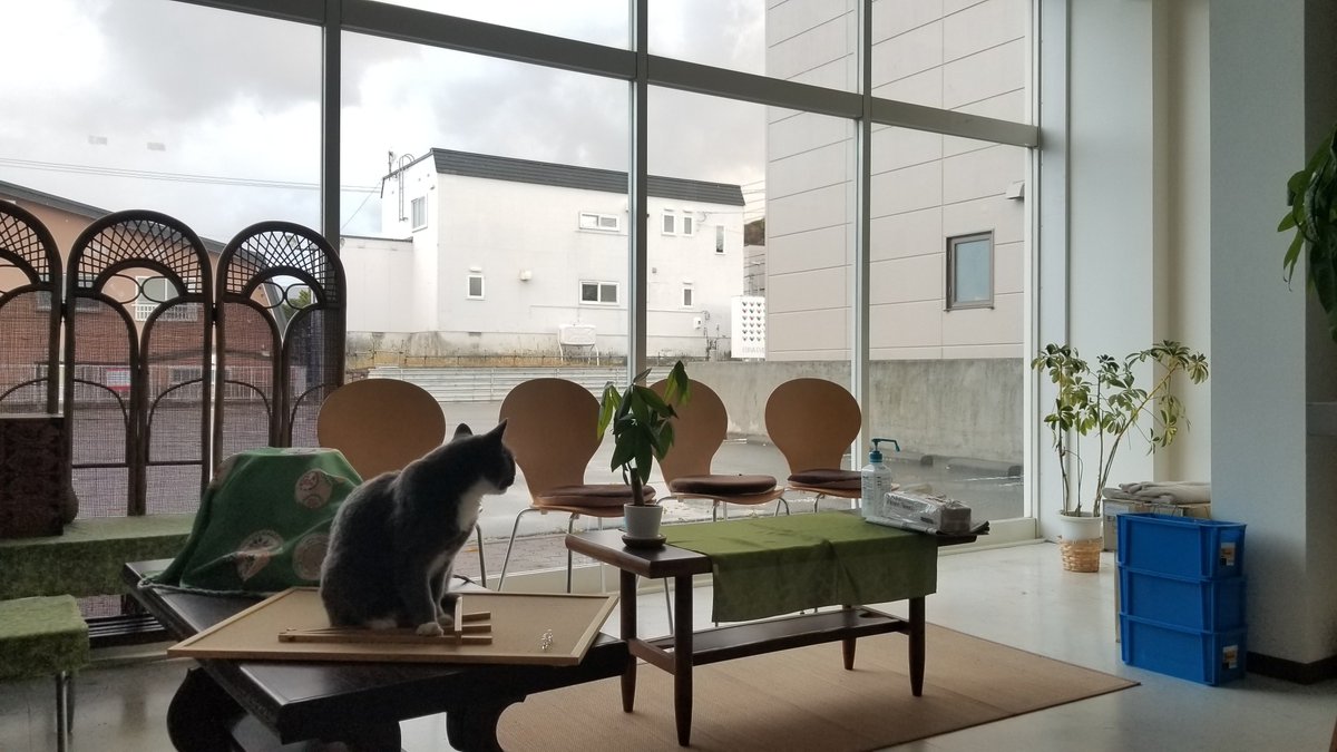 ebinamasutoshi's tweet photo. しゅたたた。 https://t.co/pUG6xxDN6C