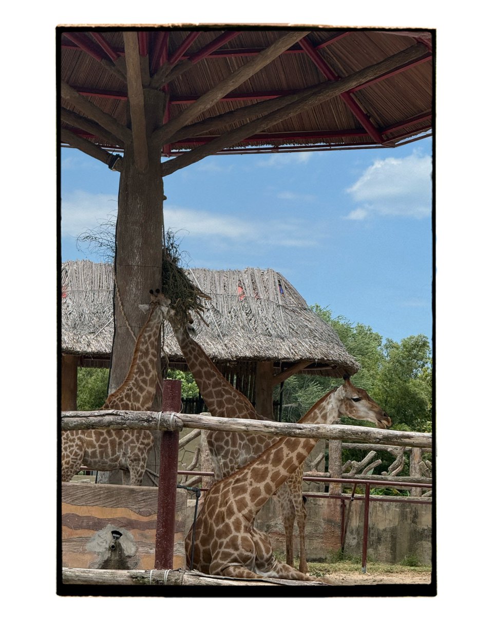 Astri2796's tweet photo. August 26 at VinWonders River Safari in Hoi An, Vietnam https://t.co/mKN12tBuRS