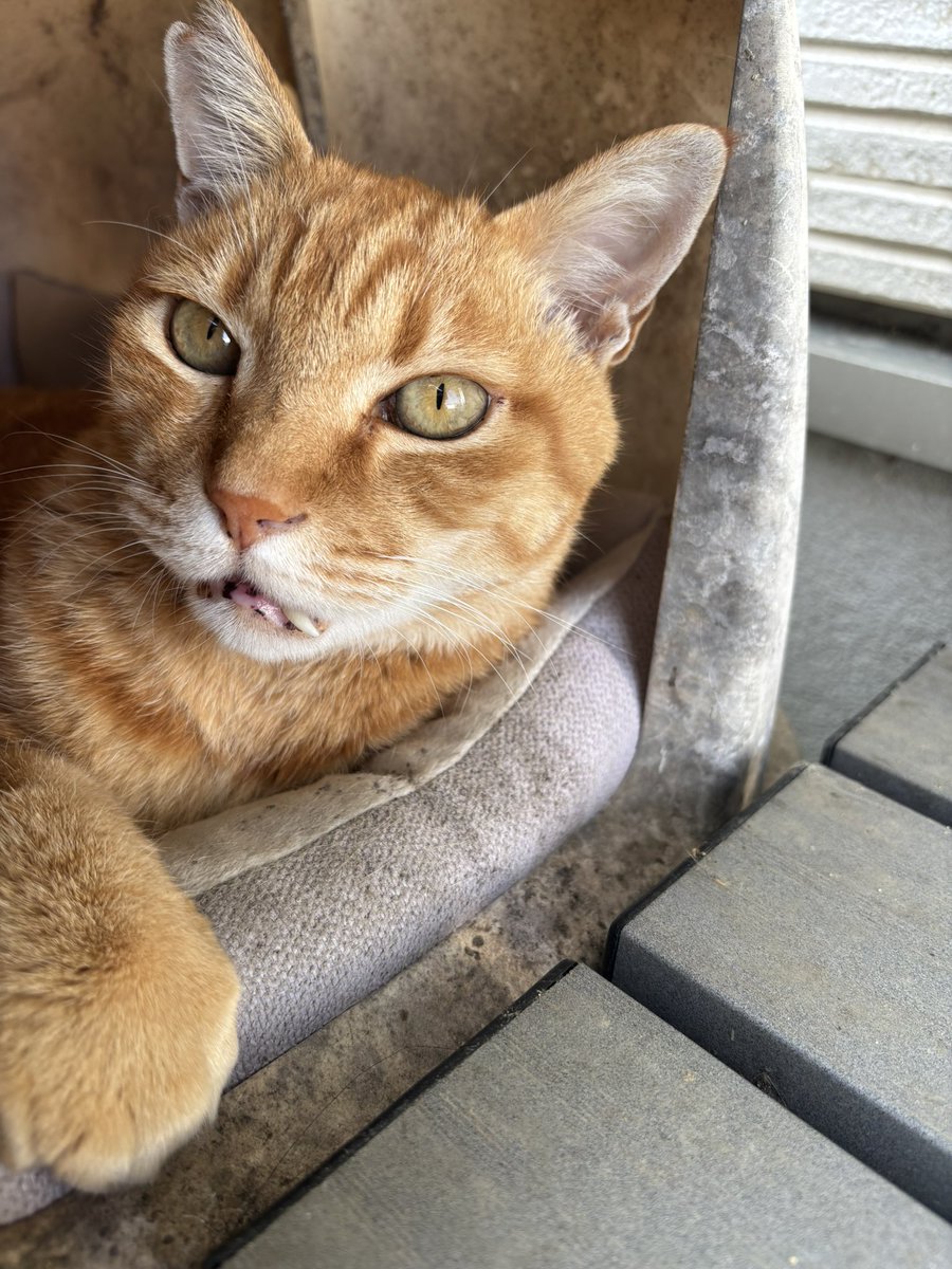 harryponta777's tweet photo. さっき仕事から帰ってきたら野良猫の顎から牙が口から出てるんだけど大丈夫かなぁ∑（;￣□￣Ａ ｱｾｱｾ
誰か詳しい人いませんか？🙇 https://t.co/9u9M6E8nSX