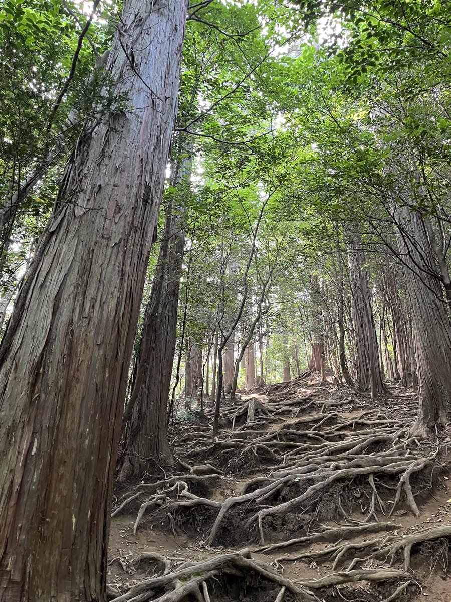 nyankosuki11's tweet photo. 木の根が広がる、でこぼこの道🌿 足を置く場所を選びながら、一歩ずつ。 すぐには進めない道も、見上げると木漏れ日がきれいでした😊 https://t.co/Dxsh2F82sM