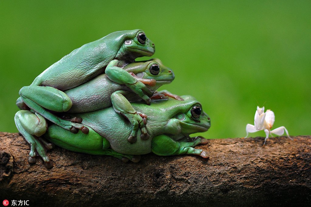 Zeussed's tweet photo. @Melissa_WongMT He's a gay frog. Hence the frogs in his posts portrayed as pepe the frog. https://t.co/j6yxl0NvHf