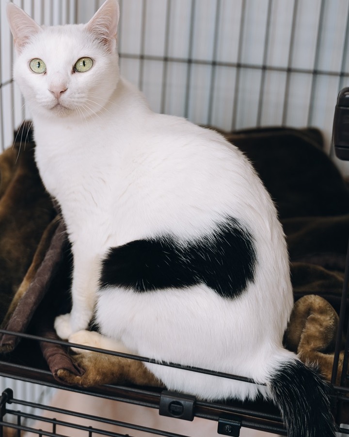 aoneco_project's tweet photo. 本日22日は「ニャンニャンの日」🐈️
222分間限定で特別セールを開催します🐾
普段よりお得に買えちゃうチャンス！
さらに非売品アイテムやお買上金額に応じた数量限定のノベルティも！
お買い物が保護ネコ支援につながります。
ぜひチェックしてニャン🐱