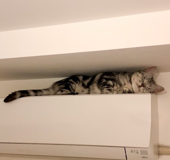 cat_anko3's tweet photo. 考え事してるのかと思ったら寝てた🤭 https://t.co/QFha1QpJ3i
