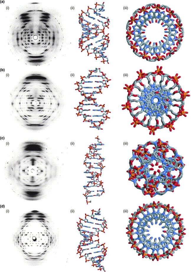 mathemetica's tweet photo. The X-ray pattern that revealed the double helix is pure Fourier math.

The layer-line spacing equals 1/pitch. For B-DNA the pitch is 3.4 nm, giving 10 base pairs per turn, so the fourth layer line vanishes because the two strands are offset by 3/8 of a pitch.

Intensity along each layer line is modulated by Bessel functions J_n(2π R r), where n is the order set by the helical symmetry and r is the radius of the backbone. The classic X-shape is the geometric signature of that continuous helix projected into reciprocal space.

One pattern, one transform, the structure of life.