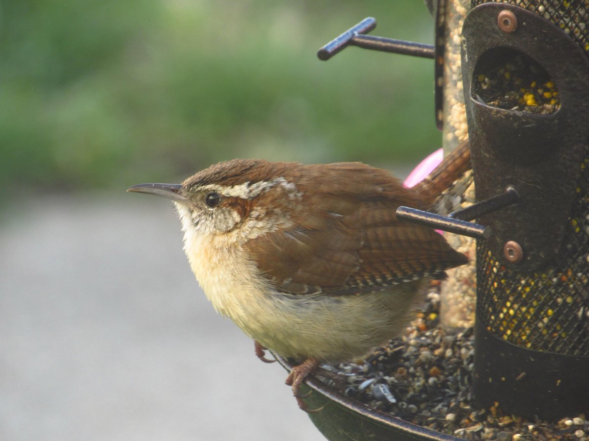 bugbugbugg's tweet photo. i’ve had a hc that wren hawke has a hawk tattoo but u know what? she has a tattoo of the roundest wren you’ve ever seen. she has the chubbiest goofiest looking wren right on her forearm. champion of kirkwall with a globular bird on her arm https://t.co/rPh1g3AqxN