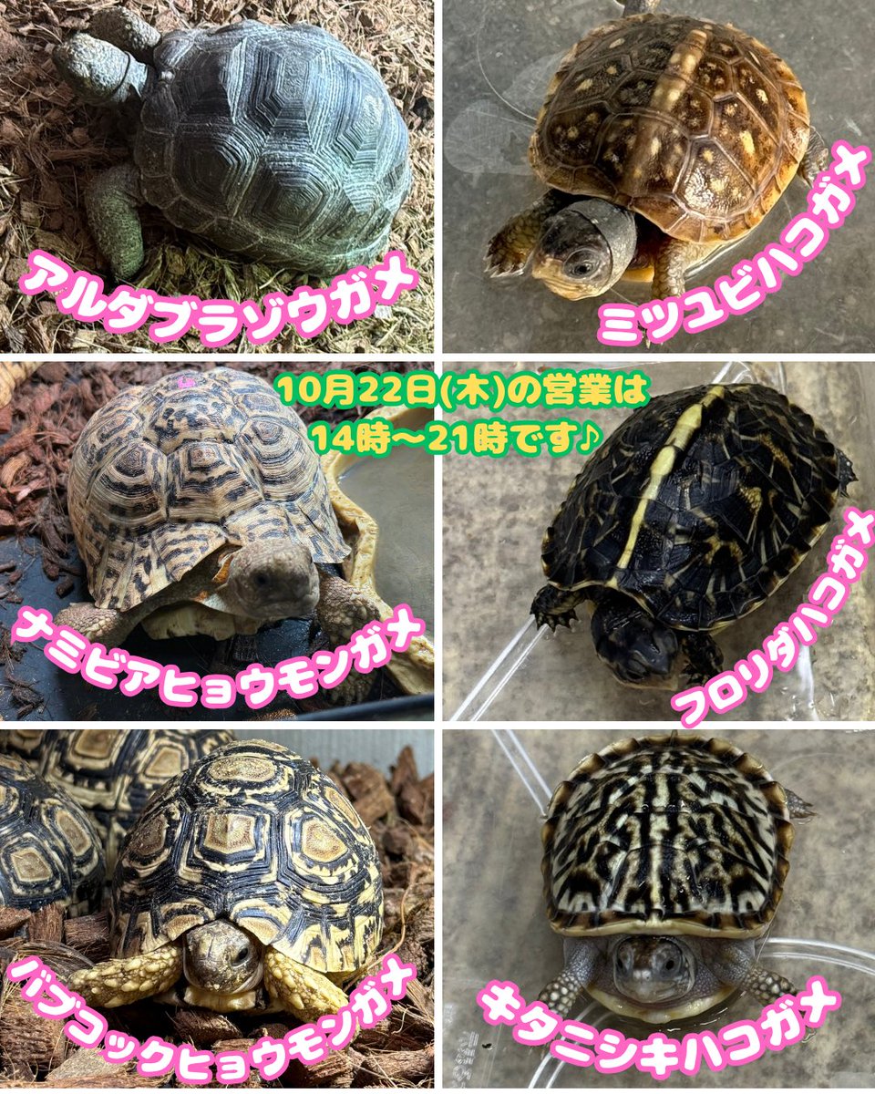 MqReptile's tweet photo. #海水魚 #爬虫類 #小動物 #アクアショップMQ #MQ #尼崎 https://t.co/8F3y3BaCni