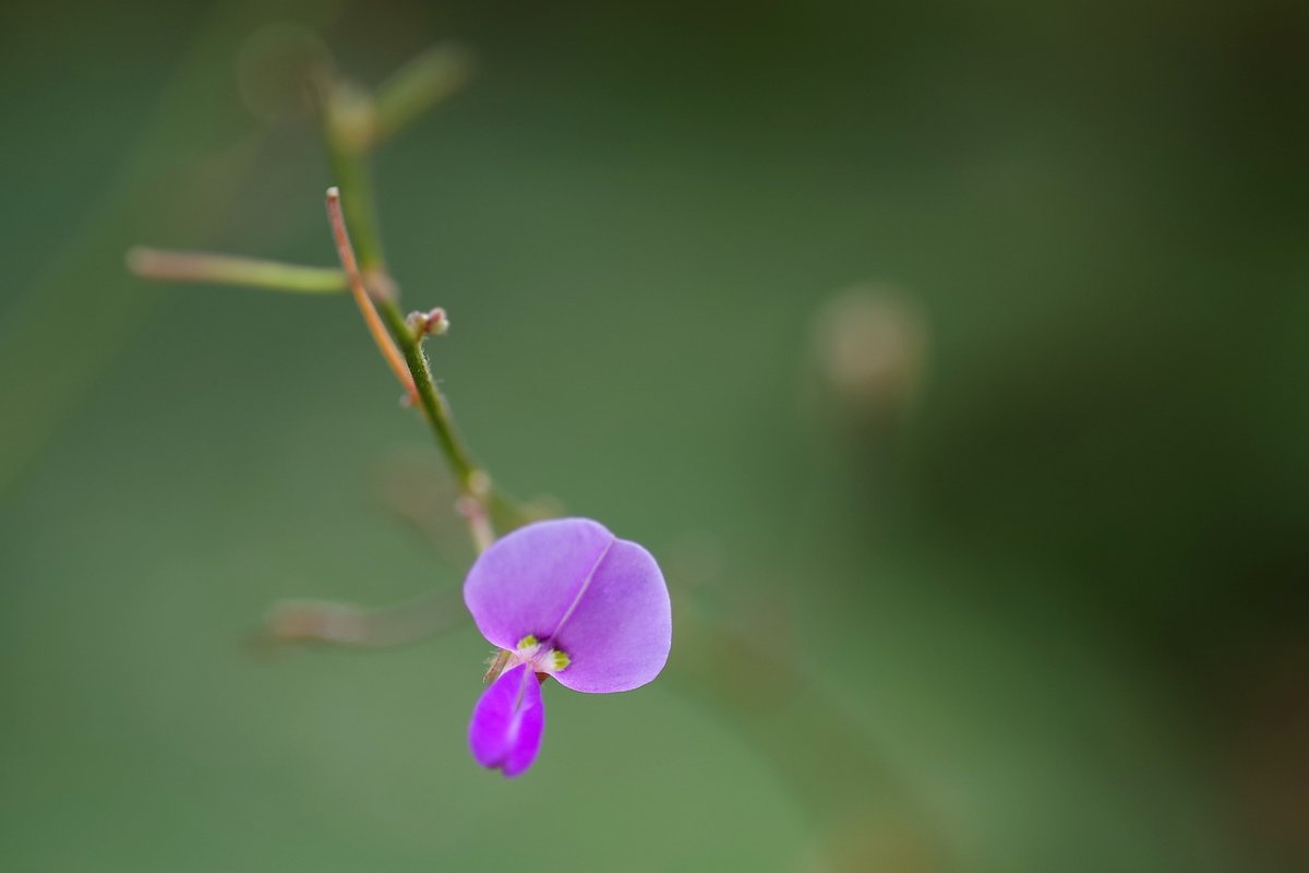 toshiyuki555's tweet photo. 一輪残し
One Bloom Left
#Flickr > https://t.co/wsUXJXUYtm

#PENTAX K-1 Mark II
#RICOH HD PENTAX-DFA MACRO 1:2.8 100mm ED AW

#PHOTO #DP261022
#花 #花の写真 #花マクロ
#ヌスビトハギ https://t.co/ZOtj0mBd8M