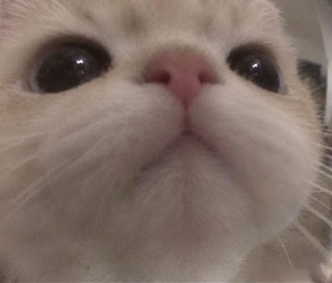 wubbymango tweet picture