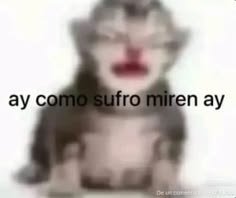 MangleUwUa's tweet photo. Odio decir que tengo depresión pq siento que me veo como el gato este https://t.co/YddHuXOlUC