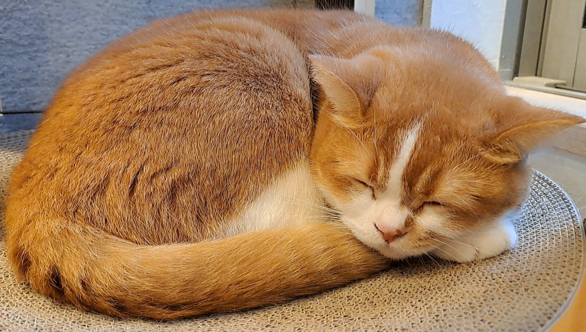 KinakoMonaka312's tweet photo. ねこねんね、あぁかわいい(｡ɞ̴̶̷﹏ɞ̴̶̷｡)♡ https://t.co/rM3yecZDWv